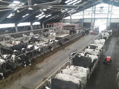 Neuer Boxenlaufstall aus 2013