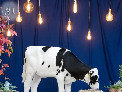 TOP Genetik Auktion Verkaufstier