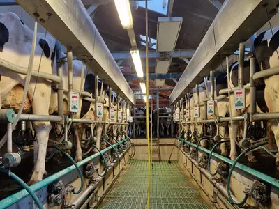 Das Herzst&uuml;ck im Kuhstall: Der Melkstand