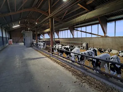 K&auml;lberstall auf Stroh