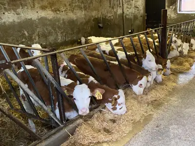 K&auml;lberstall mit Tr&auml;nkeautomat