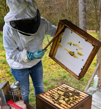 Tierwirt*in Bienenhaltung