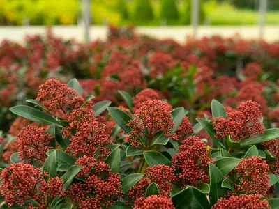 Skimmia - Herbstartikel