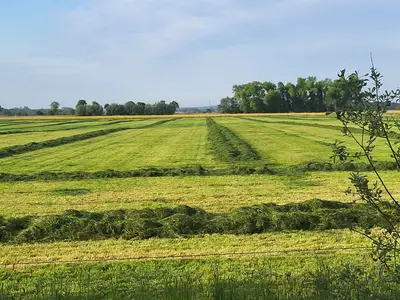 Grasernte