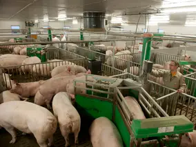 Abruffütterung im Wartestall