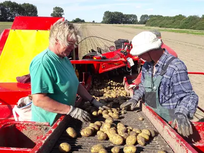 Kartoffelernte