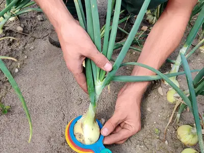 Erntezeitpunkt bestimmen