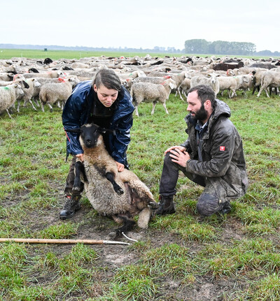 Tierwirt*in Schafhaltung