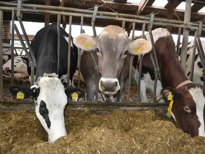 Gesundheitskontrolle