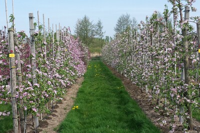 Ausbildung Obstbau