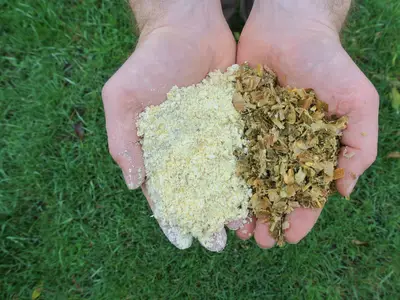 CCM und Maissilage