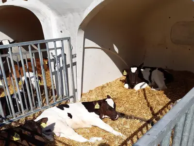 K&auml;lber im sonnigen Gro&szlig;iglu