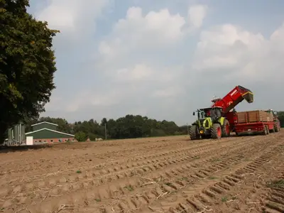 Befüllen der Großkisten bei der Kartoffelernte
