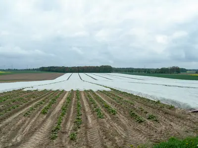 Kartoffeln unter Folie