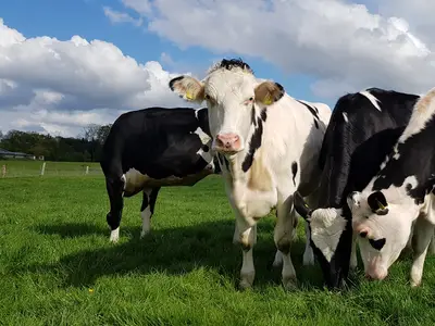 Rinder auf der Weide