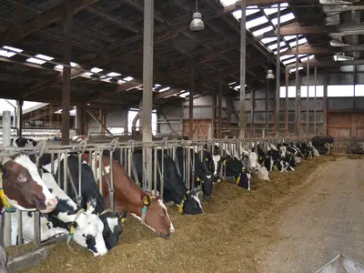 K&uuml;he f&uuml;ttern...