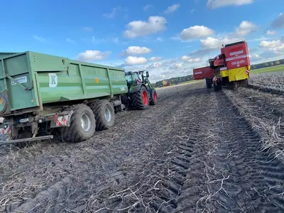 Industriekartoffelernte