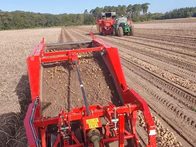 Kartoffeln Schwadlegen