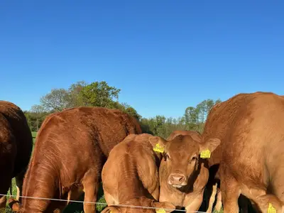 Unsere Limosin K&uuml;he mit ihren K&auml;lbern