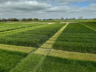Freilegen Welsches Weidelgras 