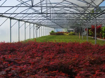 Leuchtende Ahorne im Gew&auml;chshaus