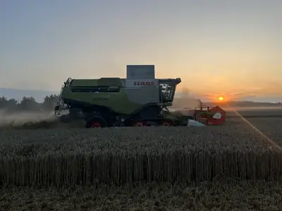 Weizen dreschen im Sonnenuntergang