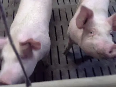 Mastschweine