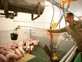 Im Ferkelaufzuchtstall