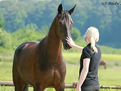 Pensionspferde - Haltung und Service