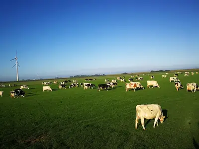 Unsere Kuhherde auf der Weide