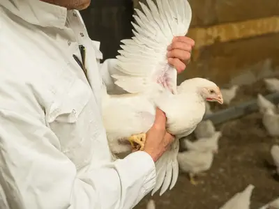 Kontrolle der Tiergesundheit