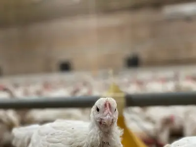 Heymann H&auml;hnchenmast GbR