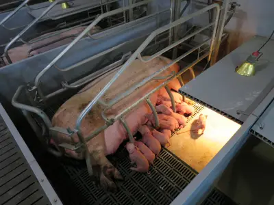 Ferkel