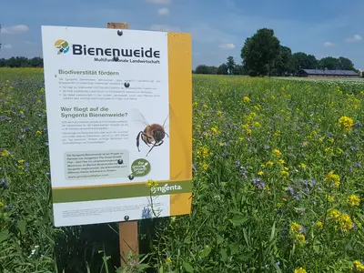 Bl&uuml;hwiese am Ferkelstall