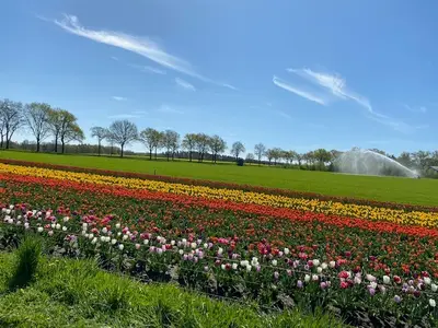 Tulpenprojekt