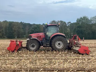 Maisz&uuml;nslerbek&auml;mpfung