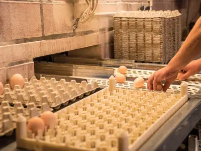 ...zur Produktion von befruchteten Eiern