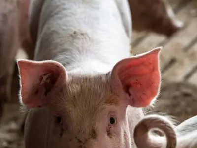 Schweine Haltungsstufe 4