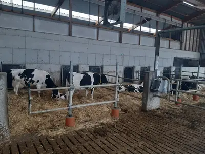 Abkalbestall mit Melkstand im Hintergrund