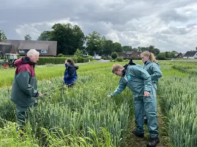 Pr&uuml;fungsvorbereitung im Getreide