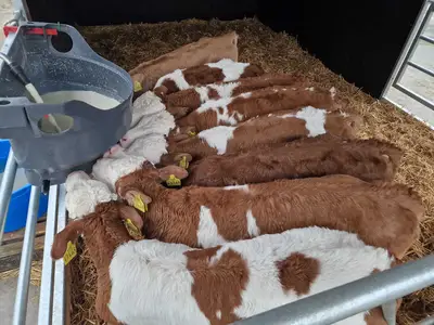 K&auml;lber f&uuml;ttern