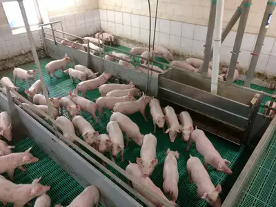 Ferkelaufzucht