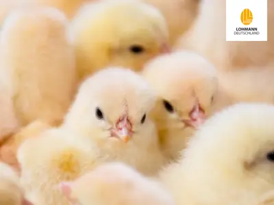 Lohmann Deutschland Junghennen GmbH & Co. KG