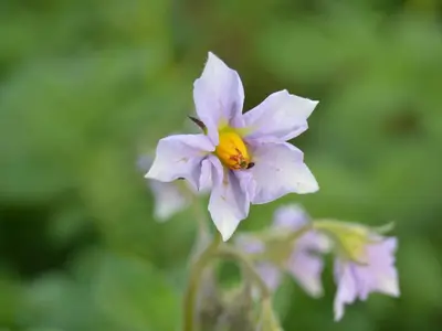 Kartoffelblüte