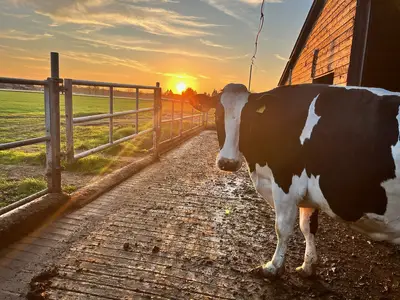 Sonnenaufgang im Kuhstall