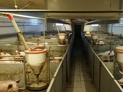 Mastschweine