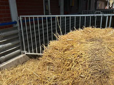 Strohauslauf f&uuml;r Sauen