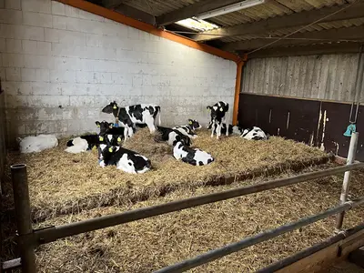 Strohstall f&uuml;r die K&auml;lber