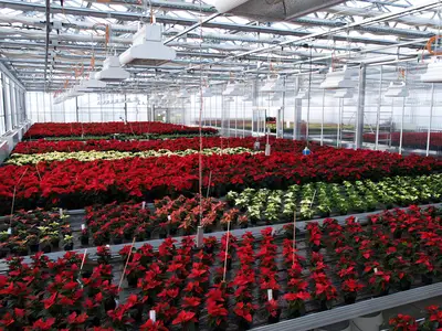 Weihnachtssterne in verschiedenen Gr&ouml;&szlig;en und Farben