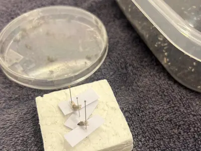 Glasfl&uuml;gelzikade eine zunehmende Bedrohung
